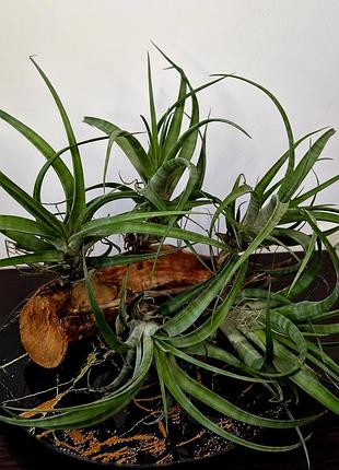 Тилландсия воздушная ✅ tillandsia flexuosa var. vivipara