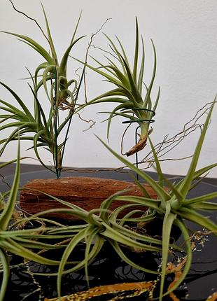 Тилландсия бергеры (tillandsia bergeri) 8