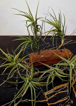 Тилландсия бергеры (tillandsia bergeri) 6