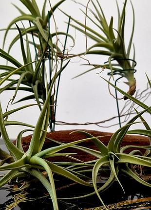 Тилландсия бергеры (tillandsia bergeri) 9