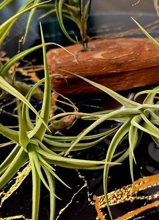 Тилландсия бергеры (tillandsia bergeri) 5