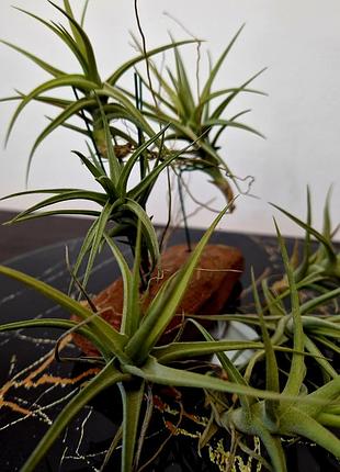 Тилландсия бергеры (tillandsia bergeri) 4