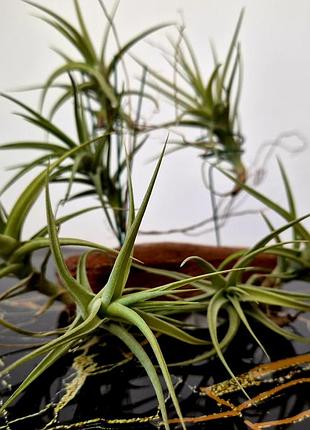 Тилландсия бергеры (tillandsia bergeri) 3