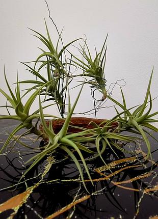 Тилландсия бергеры (tillandsia bergeri) 2