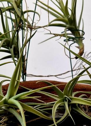 Тилландсия бергеры (tillandsia bergeri)