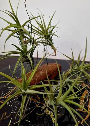 Тилландсия бергеры (tillandsia bergeri) 7