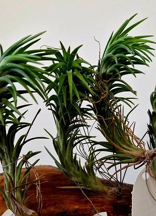 Тилландсия воздушная (tillandsia araujei)