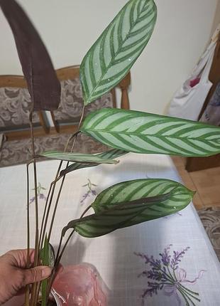 Кімнатна рослина ctenanthe setosa