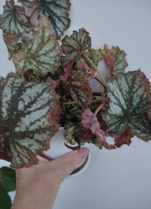 Бегонія королівська (begonia rex) 5