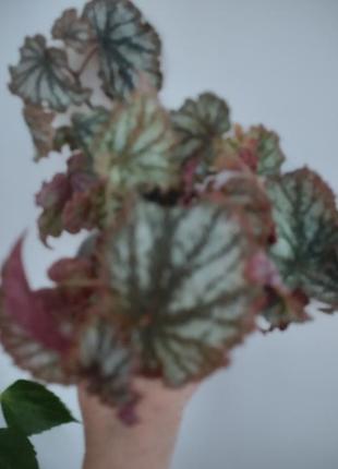 Бегонія королівська (begonia rex) 7