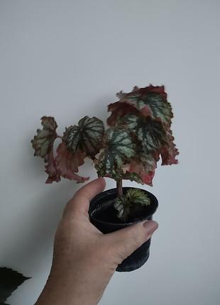 Бегонія королівська (begonia rex) 6