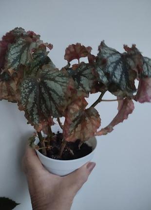 Бегонія королівська (begonia rex) 4