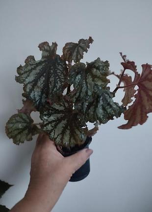 Бегонія королівська (begonia rex)