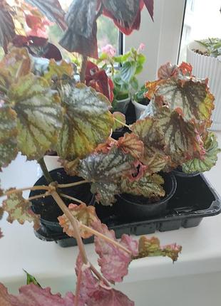 Бегонія королівська (begonia rex) 8
