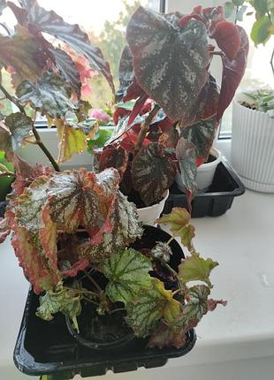Бегонія королівська (begonia rex) 9