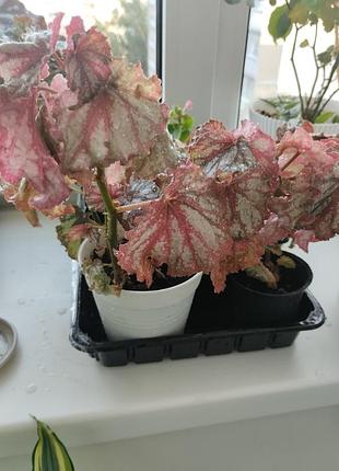 Бегонія королівська (begonia rex) 3