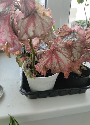 Бегонія королівська (begonia rex) 2