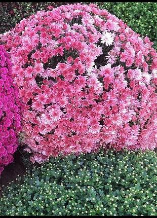 Хризантема мультифлора (морозостійка!)🌸