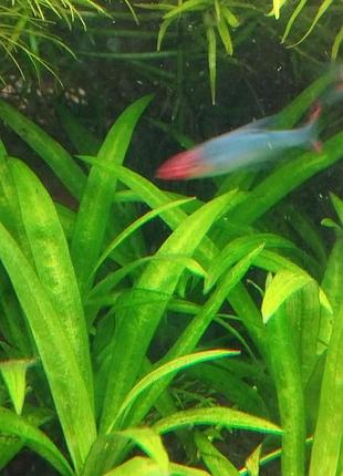 Эхинодорус амазонский «мини» (echinodorus amazonicus mini)