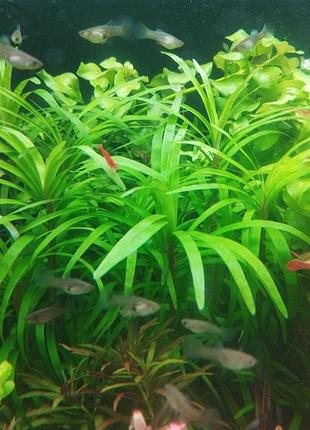 Эйхорния лазоревая (eichhornia azurea)
