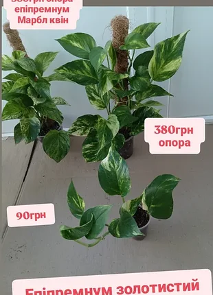 Епіпремнум золостий крупнолистовий гавайський, на опорі та вкоріненні саджанці стакан 200мл