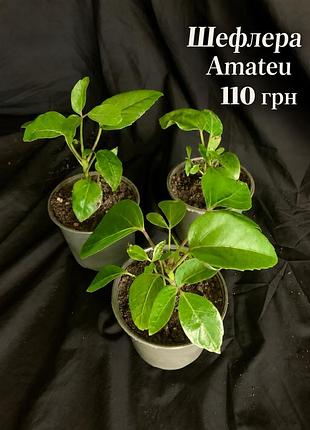 Шефлера amateu