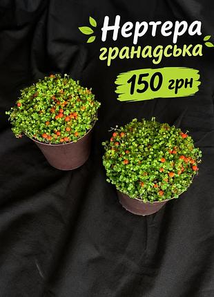 Нертера гренадська