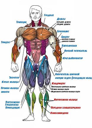 Схему анатомії м'язів людини з переднього боку