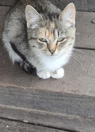 Бездомные котики.