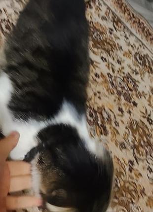 Продаю кота за 2 тыс грн мальчик скоро будет год маленький кот очень красивый