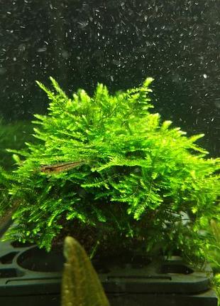 Мох мини кристмас (vesicularia sp. "mini christmas") на лавовой гальке