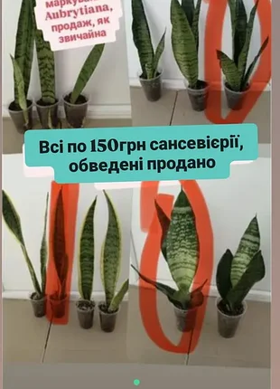 Распродажат все по 150грн, сансевиерии санссия санса, тещину языка