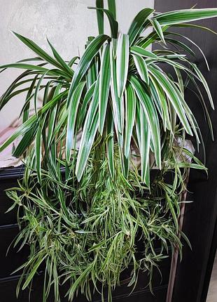Хлорофитум чубатый оушен (chlorophytum comosum ocean)