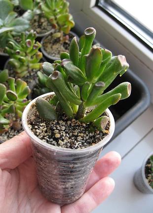 Крассула хоббіт crassula hobbit бонсай