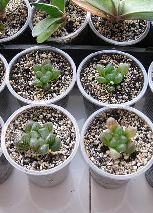 Хавортія купера haworthia cooperi 3