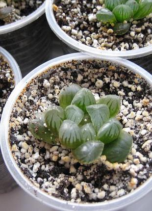 Хавортія купера haworthia cooperi
