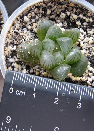 Хавортія купера haworthia cooperi 4