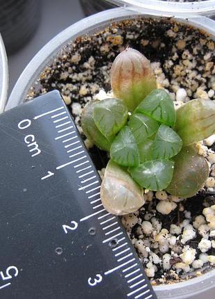 Хавортія купера haworthia cooperi 5