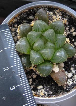 Хавортія купера haworthia cooperi 2