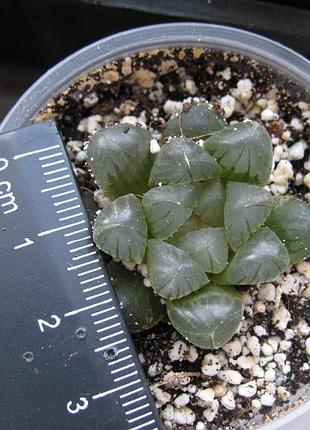 Хавортія купера haworthia cooperi 6