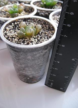 Хавортія купера haworthia cooperi 7