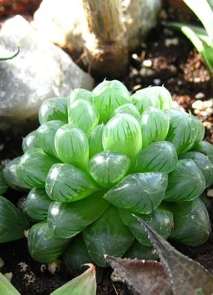 Хавортія купера haworthia cooperi 8