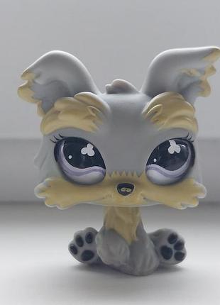 Littlest pet shop lps фигурка оригинал собака йорк собачка фигурки игрушки лпс пет шоп петшоп