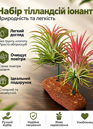 Композиция из двух растений tillandsia ionantha
воздушные цветы. горшок не нужен
