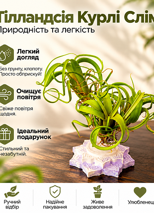 Тилландсия курли слим (𝙩𝙞𝙡𝙡𝙖𝙣𝙙𝙨𝙞𝙖 𝙘𝙪𝙧𝙡𝙮 𝙨𝙡𝙞𝙢)