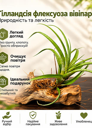 Кімнатні рослини тілландсія флексуоза вівіпара