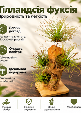 Тілландсія фуксія (𝙩𝙞𝙡𝙡𝙖𝙣𝙙𝙨𝙞𝙖 𝙛𝙪𝙘𝙝𝙨𝙞𝙞)