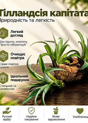 Тілландсія капітата  (𝙩𝙞𝙡𝙡𝙖𝙣𝙙𝙨𝙞𝙖 𝙘𝙖𝙥𝙞𝙩𝙖𝙩𝙖)