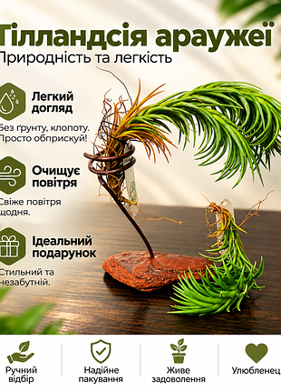 Кімнатна рослина тілландсія араужеї