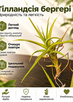 Тілландсия бергері (𝙩𝙞𝙡𝙡𝙖𝙣𝙙𝙨𝙞𝙖 𝙗𝙚𝙧𝙜𝙚𝙧𝙞)